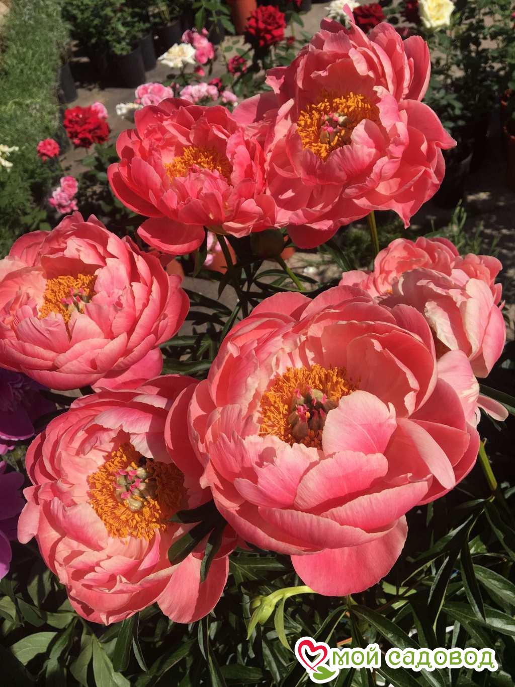 Пион травянистый Корал Сансет