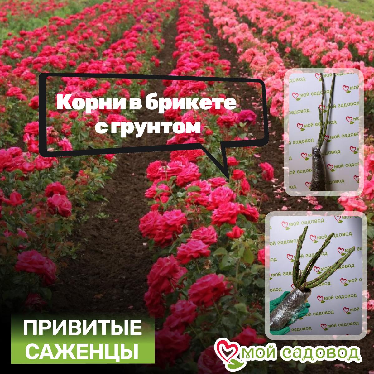 Роза Биг Перпл