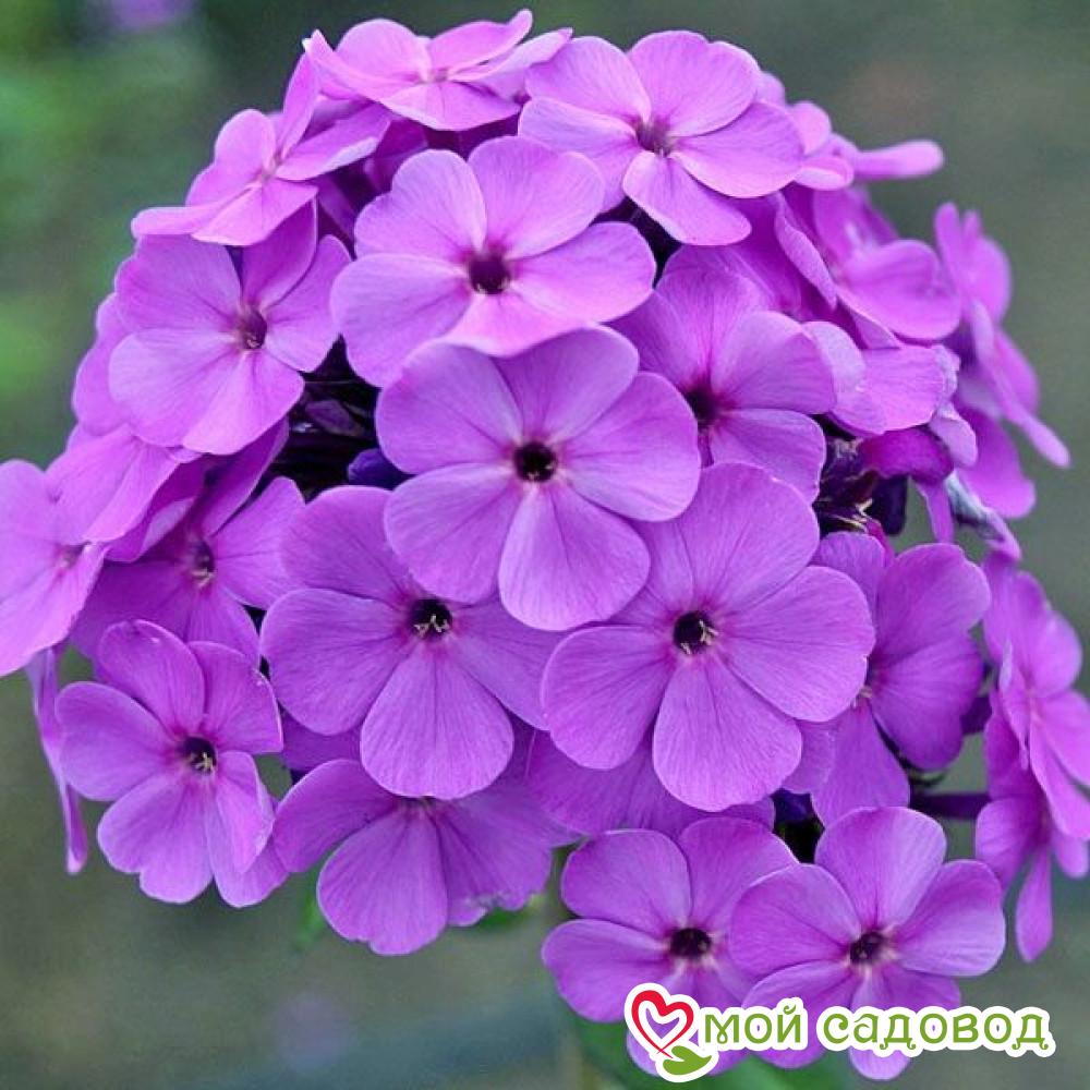 Флокс метельчатый Кул Бест